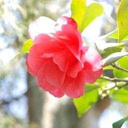 椿