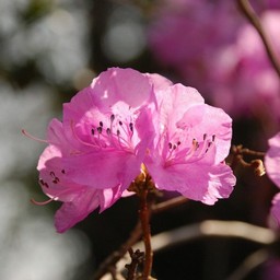 ゲンカイツツジ