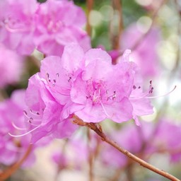 ゲンカイツツジ