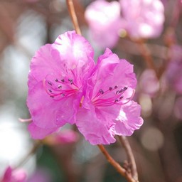 ゲンカイツツジ
