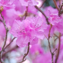 ゲンカイツツジ