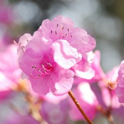ゲンカイツツジ