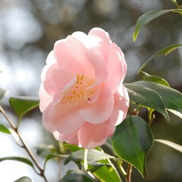 椿
