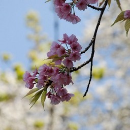 桜