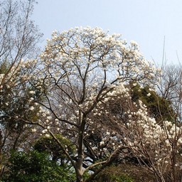 こぶし