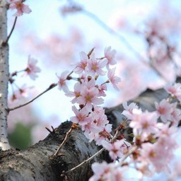 桜