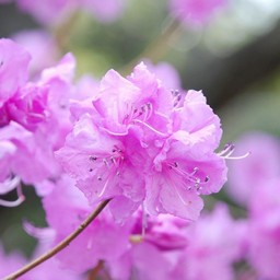ゲンカイツツジ
