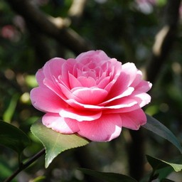 椿
