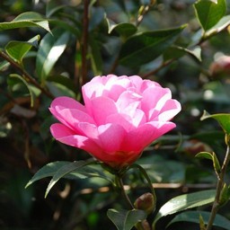 椿