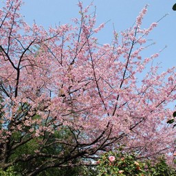 桜