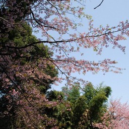 桜