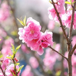 桜