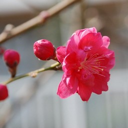 桃