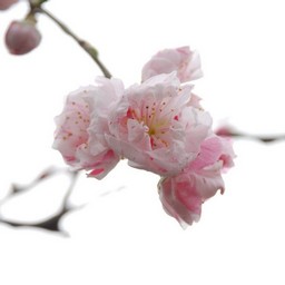 桃