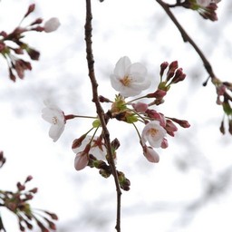 桜