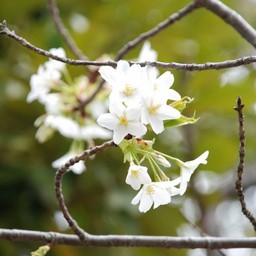 桜