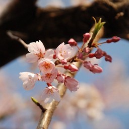 桜