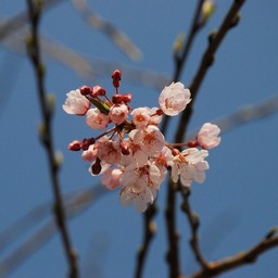 桜