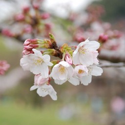 桜