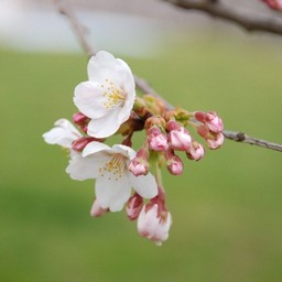 桜