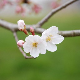 桜