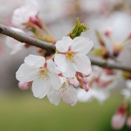 桜