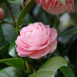 椿