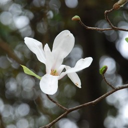 白い花