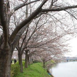 桜