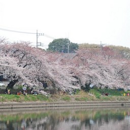 桜
