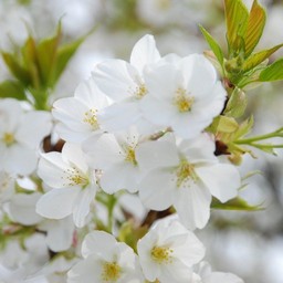 白い花