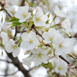 白い花