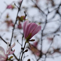 ピンクの花