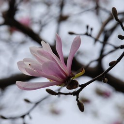ピンクの花