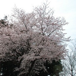 桜