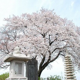 桜
