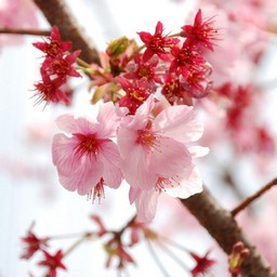 桜