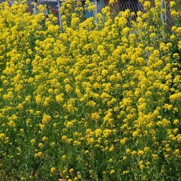 菜の花