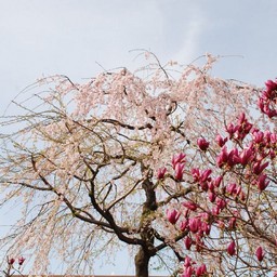 桜