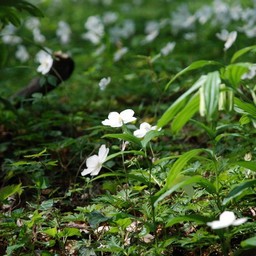 一輪草