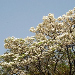 花水木
