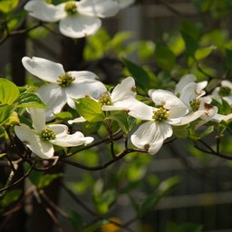 花水木