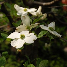 花水木