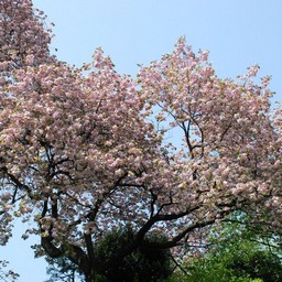 桜