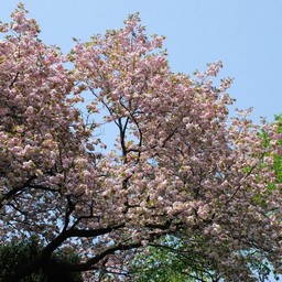 桜