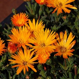 オレンジの花