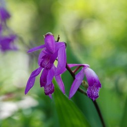 紫の花