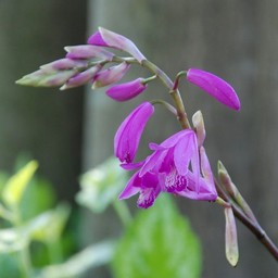 紫の花
