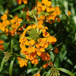 オレンジの花