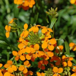 オレンジの花